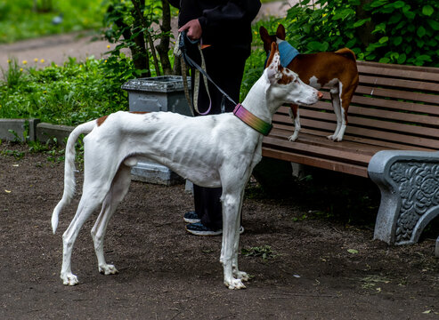 Podenko ibitsenko breed dog, greyhound