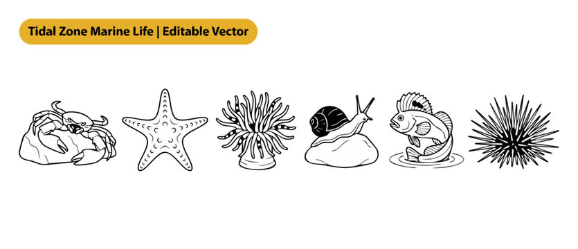 Marine life vector icons set of tidal zone sea creatures and animals featuring black and white line art illustrations of a crab, starfish, sea anemone, snail, fish, and urchin isolated on white.