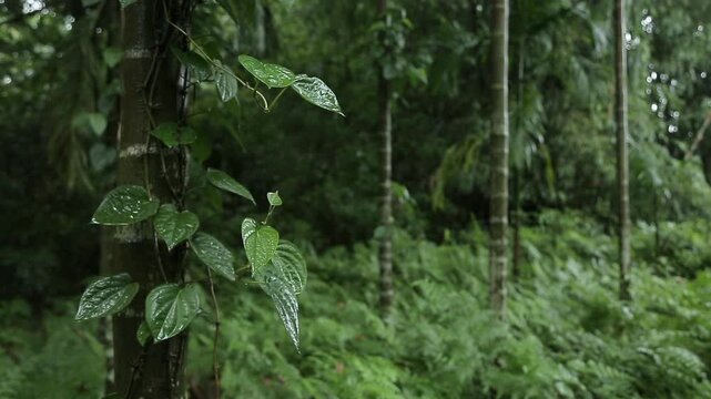 Betel Leaf Vine Growing on Areca Palm Trees During Monsoon Rain in Assam, India.