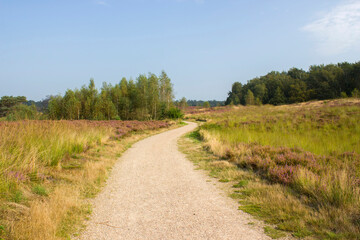 Naklejka premium Heathland in National Park Maasduinen in the Netherlands