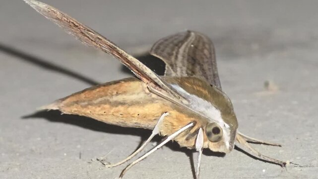 4K Extreme Close-up Macro Side View Shot of a Resting Hunter Hawkmoth (Theretra) on a Tunnel Wall Showing White Lateral Stripe
