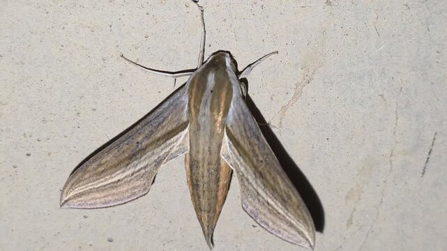 
4K Macro Full Body Shot of a Hunter Hawkmoth (Theretra) Sleeping and Resting on a Concrete Tunnel Wall

 