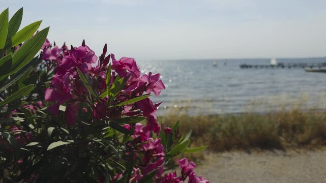Blooming Pink Oleander Flowers Bush Growing On Sea Coastline. Tropical Marine Landscape