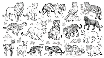Fototapeta premium Vintage wild cats line art collection, hand drawn big cats and exotic felines vector set, black and white animal illustrations for coloring book