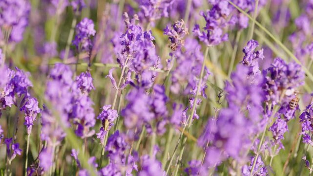 Closeup of blooming lavender bushes with bees pollinating the plants, concept of cultivating aromatic herbs on farms, real time video