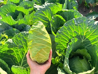 Obraz premium a freshly harvested head of light green cabbage against a backdrop of a lush vegetable garden. A farm or in a home garden