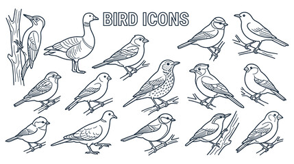 Bird illustrations, set of ornithological drawings. © NAZMA