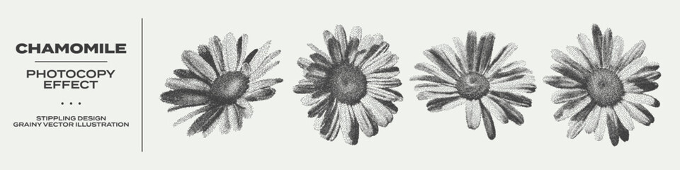 Obraz premium Retro botanical set of chamomile flowers with grunge stippling effect. Vintage dotted texture illustrations of blooming chamomiles. Nature floral design. Retro photocopy grainy art in halftone tones