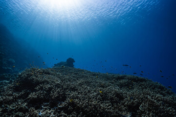 Crystal clear underwater scene with coral reef and marine life © Satoshi