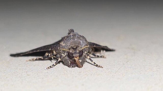 4K Extreme Close-up Macro Front View Shot of a Large Plain Grey Hawkmoth (Psilogramma increta) Sleeping on a Concrete Tunnel Wall #001

 