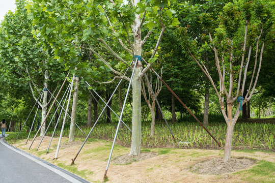 metal tree support stakes hold young plane trees along urban path. tree support system ensures stability after transplanting. professional tree support infrastructure shows municipal landscaping care