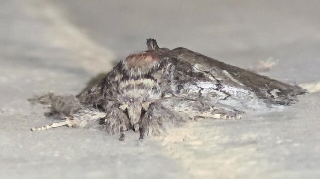 
4K Extreme Close-up Macro Front View Shot of a Large Plain Grey Hawkmoth (Psilogramma increta) Sleeping on a Concrete Tunnel Wall #002

 
