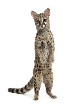 Common genet standing upright on white background with sharp focus and studio lighting for wildlife education and zoology marketing