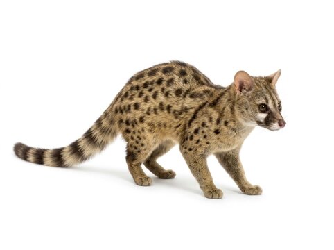 Common genet feline carnivore walking on white background with sharp focus and studio lighting for zoology and wildlife educational marketing