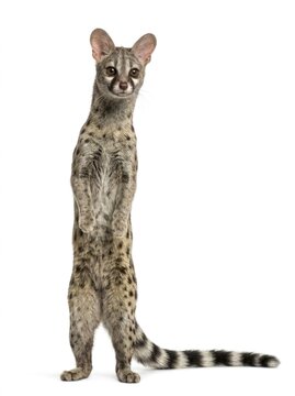Common genet standing on hind legs against white background with sharp focus for wildlife education and zoology publishing
