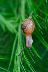 Fruticicola fruticum, a land snail climbing on a larch tree.. © heitipaves
