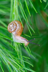 Fruticicola fruticum, a land snail climbing on a larch tree.. © heitipaves