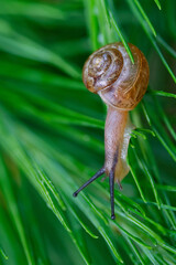 Fruticicola fruticum, a land snail climbing on a larch tree.. © heitipaves
