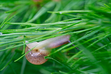 Fruticicola fruticum, a land snail climbing on a larch tree.. © heitipaves