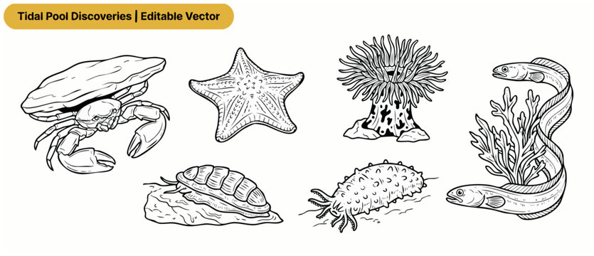 Sea creature line art vector set featuring crab starfish eel sea anemone chiton and sea cucumber icons isolated on white background for educational coloring book and marine nature design projects.