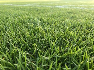 Fototapeta premium Lush green grass, natural lawn, outdoor landscape, fresh turf