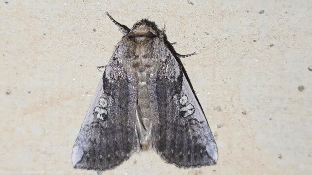 

4K Macro Full Body Shot of a Plain Grey Hawkmoth (Psilogramma increta) Sleeping and Resting on a Tunnel Wall

