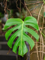 Monstera deliciosa, the Swiss cheese plant or split-leaf philodendron in the garden © Liada