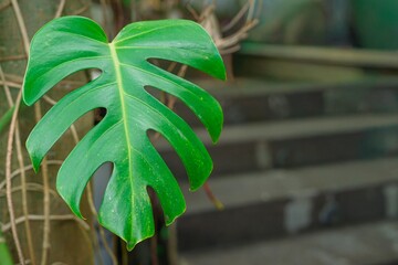 Monstera deliciosa, the Swiss cheese plant or split-leaf philodendron in the garden © Liada