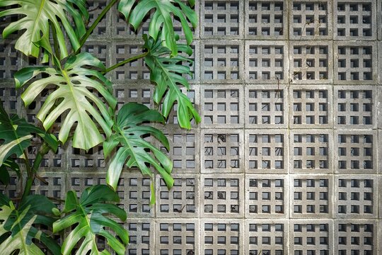 Monstera plant leaves against a geometric concrete vent block wall.