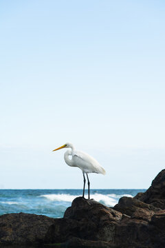 White egret on the beach rocks