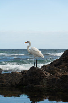 White egret on the beach rocks