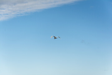 Fototapeta premium Heron flying over the sea