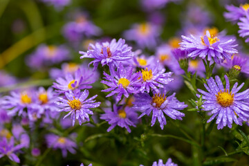 Obraz premium autumn purple flowers, natural light