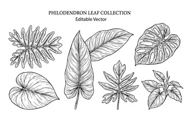 botanical leaf  line art, philodendron leaf line art collection © Imran