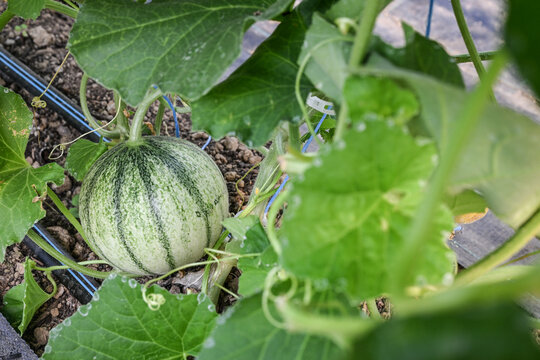 Potager agriculture bio culture melon charentais cavaillon