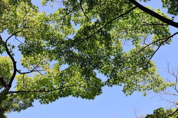 Fototapeta premium The sun shines on the green maple leaves of summer
