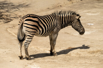 Side view of Zebra © Gultekin
