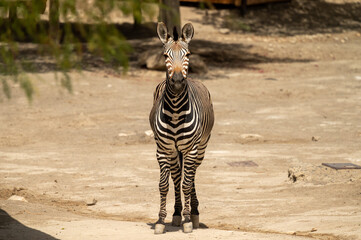 Zebra facing the camera © Gultekin