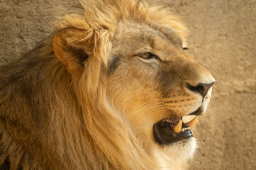 Lion in captivation © Gultekin