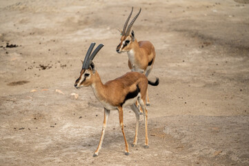 Gazelles in the park © Gultekin