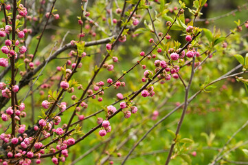 Fototapeta premium Blossom almond branches stretch across spring garden with delicate pink flowers and fresh greenery. Floral scenery creates romantic atmosphere. buds of almond bush bloom in spring garden.