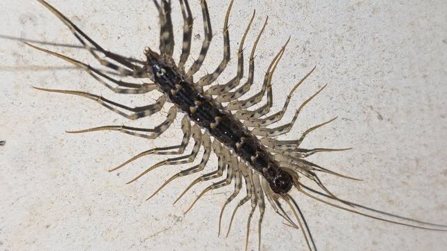 
4K Macro Full Body Shot of a House Centipede Facing Downward on a Concrete Tunnel Wall


