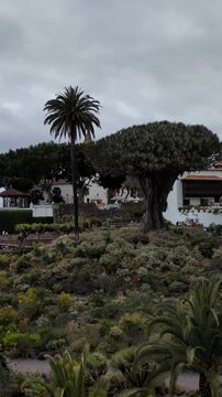 Majestic ancient Millennium Dragon Tree, Dracaena draco, standing in the lush tropical botanical garden of Icod de los Vinos, Tenerife, Canary Islands, Spain, under a scenic cloudy sky