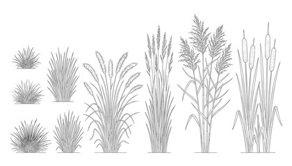 Fototapeta premium Collection of decorative grassy plants reeds and bulrushes isolated on transparent background vector illustration.