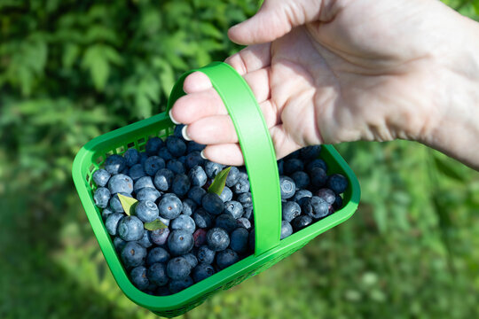 Hand holding a bright green basket of freshly picked blueberries, outside on sunny day near a berry bush.