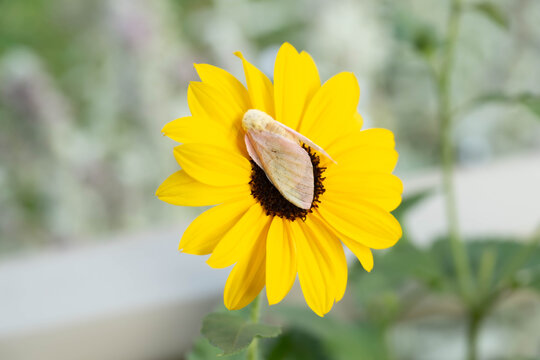 Rosy Maple Moth, (Dryocampa rubicunda), on the blossom of a bright yellow sunflower.