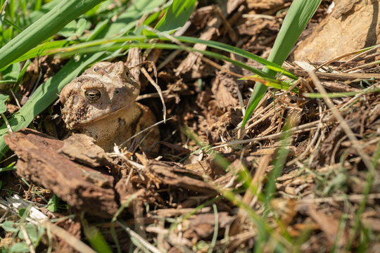 An Eastern American toad, Anaxyrus americanus americanus, burrowed in grass and soil, close up