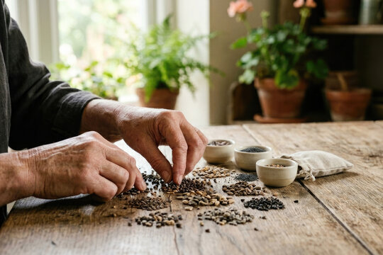 Hands sorting various organic seeds and grains on wooden table for agriculture concept