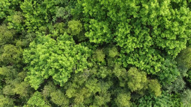 Tree canopy from above, drone, forest