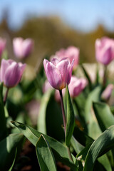 Fototapeta premium Close view of pink tulip blossoms among green leaves in warm spring sunlight, with softly blurred garden plants creating calm atmospheric depth
